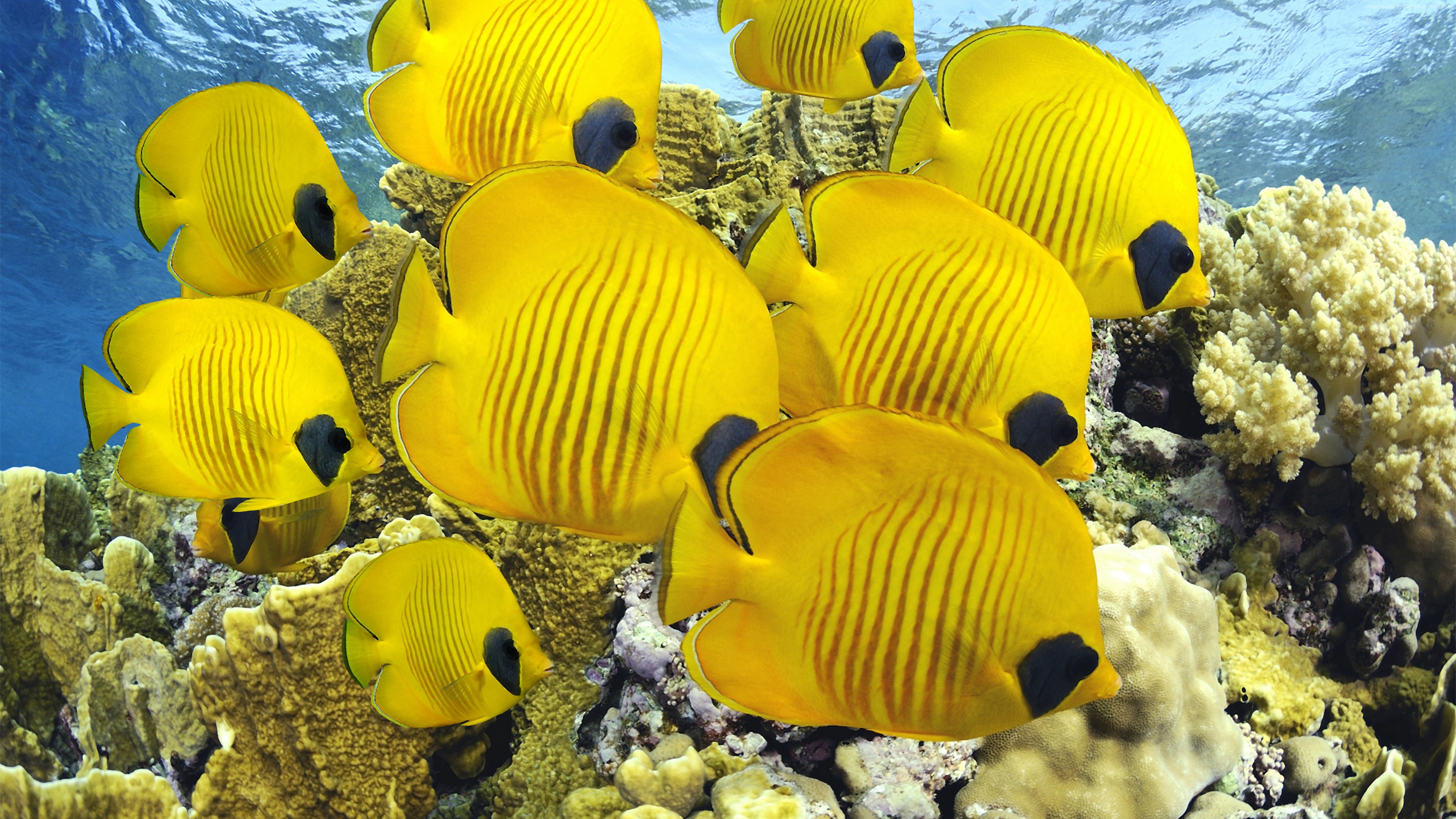 Wallpaper Butterflyfish, underwater, coral, Best Diving Sites, Travel